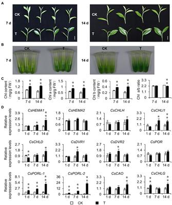 Mechanism Underlying the Shading-Induced Chlorophyll Accumulation in Tea Leaves